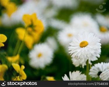 Camomiles. A field with spring blossoming flowers
