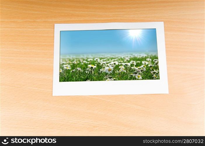 Camomiles field on picture frame