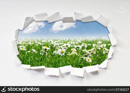 Camomiles field through hole in paper