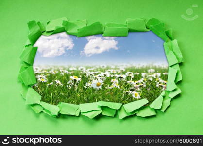 Camomiles field through hole in paper