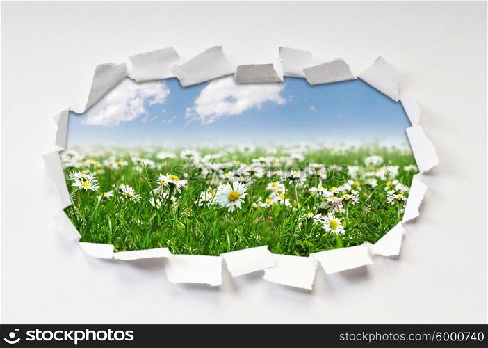 Camomiles field through hole in paper