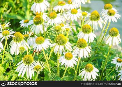Camomiles flowers in nature concept
