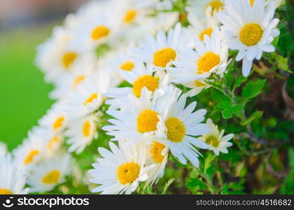 Camomiles flowers in nature concept