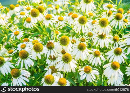 Camomiles flowers in nature concept