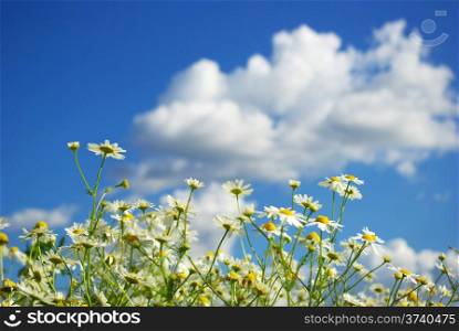 camomiles flowers on cloudy sky