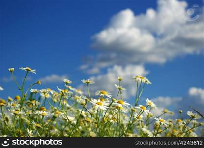 camomiles flowers on cloudy sky