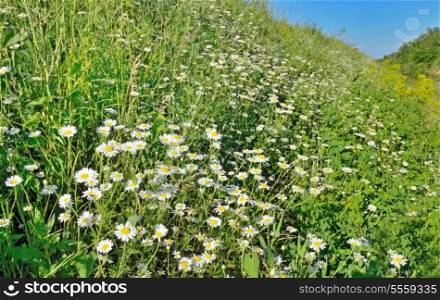 camomiles flowers on summer field