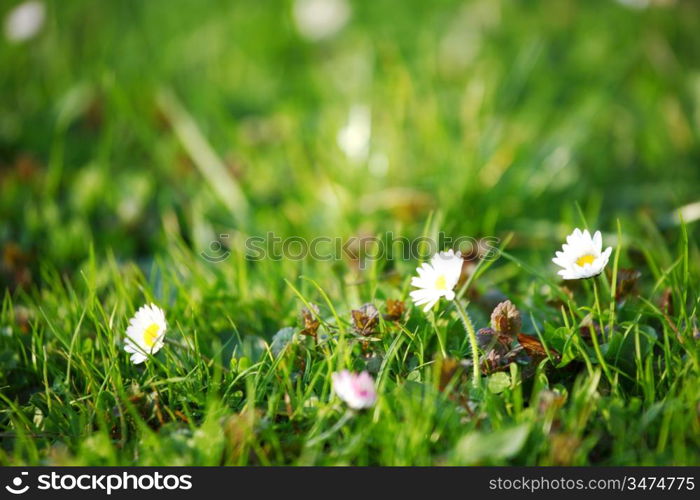 camomiles in green grass close up