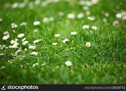camomiles in green grass close up