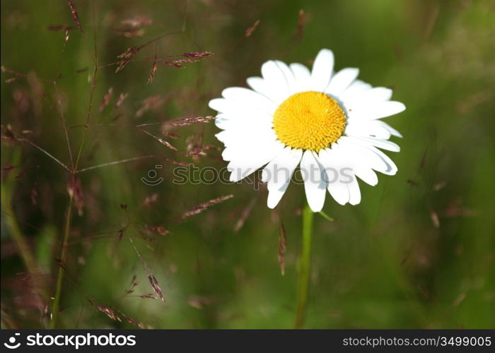 camomiles summer field