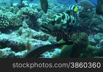 Camouflage Zackenbarsch, Epinephelus polyphekadion, grouper,zwischen anderen Fischarten, im Meer.