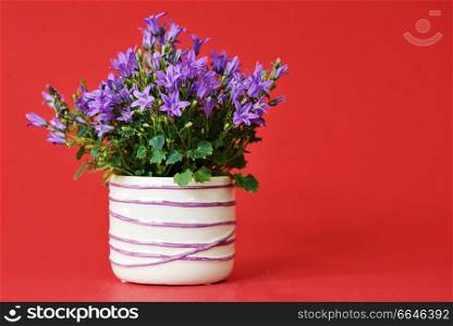 Campanula bellsflowers in small pot isolated
