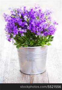 Campanula flowers in a pot on wooden table