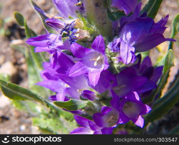 campanula glomerata