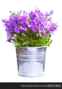 campanula in a pot isolated on a white background