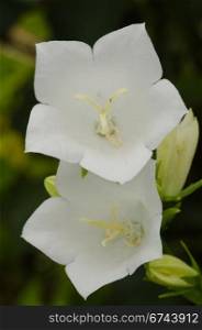 Campanula persicifolia. closeup of a white Peach-leaved Bellflower, Campanula persicifolia, in summer