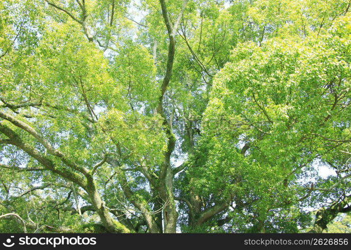 Camphor tree