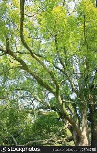 Camphor tree