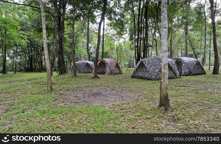 Camping tents in dipterocarp forest, Thailand