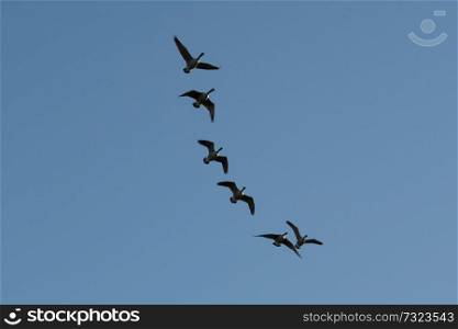 Canada Geese flying in formation