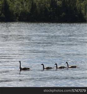 Canada geese in a lake, Lake of The Woods, Ontario, Canada