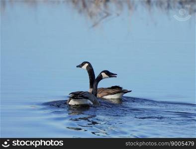 Canada Geese in Lake Swimming near each other
