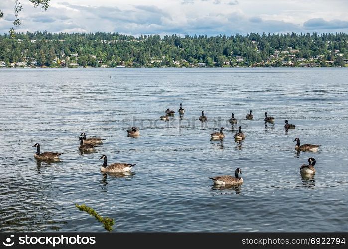 Canada Geese paddle on the water at Seward Park in Seattle, Washington.