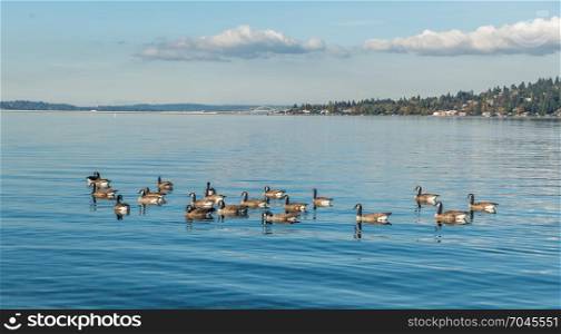 Canada Gesse are near the shore on Lake Washington near Seattle.