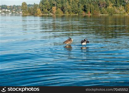 Canada Gesse are near the shore on Lake Washington near Seattle.