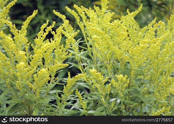 Canada goldenrod (Solidago canadensis) flower plant.