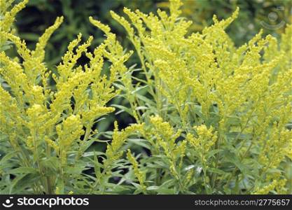 Canada goldenrod (Solidago canadensis) flower plant.
