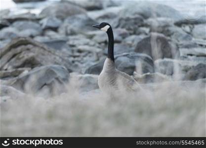 Canada Goose at provincial park, Riverton, Hecla Grindstone Provincial Park, Manitoba, Canada