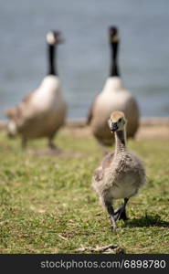 Canada goose (Branta canadensis) chick walking in front of parents