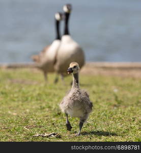 Canada goose (Branta canadensis) chick walking in front of parents