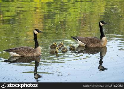 Canada goose  Branta canadensis , image was taken in the Germany