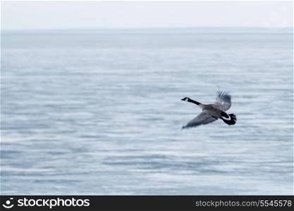 Canada Goose flying over Lake Winnipeg, Riverton, Hecla Grindstone Provincial Park, Manitoba, Canada