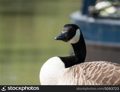 Canada goose looking across camera with out of focus background