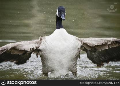 Canada Goose spreading its wings and cleaning itself on water in Spring