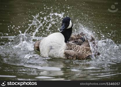 Canada Goose spreading its wings and cleaning itself on water in Spring