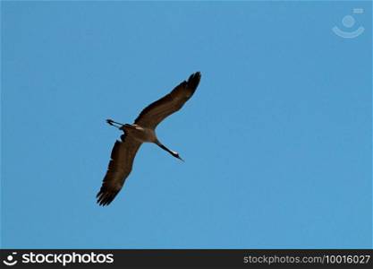 Canada goose spreading wings at the sky . Canada goose flies 
