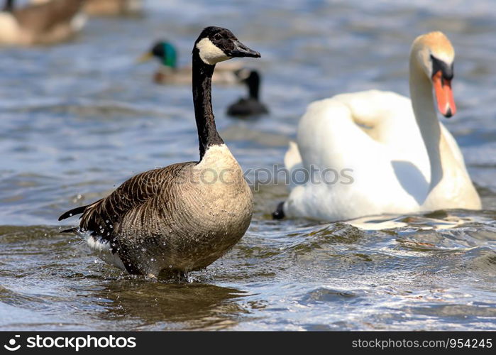 Canada goose standing in the water in the background a swan a duck and a coot