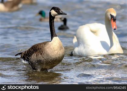 Canada goose standing in the water in the background a swan a duck and a coot