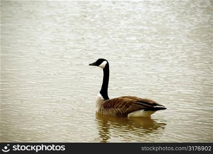 Canada goose swimming