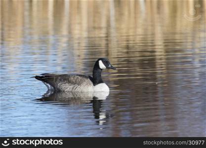Canada goose swimming on water at National Elk Refuge