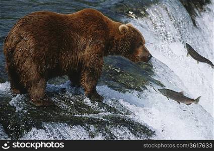 Canada, grizzly bear standing in river looking at salmon