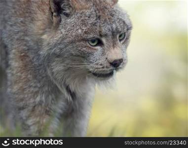 Canada Lynx Portrait ,close up . Canada Lynx