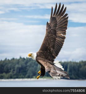 Canadian Bald Eagle (haliaeetus leucocephalus) flying in its habitat and showing its beautiful plumage