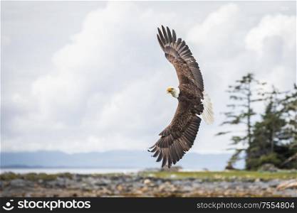 Canadian Bald Eagle (haliaeetus leucocephalus) flying in its habitat showing feathers of the back