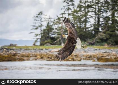 Canadian Bald Eagle (haliaeetus leucocephalus) flying in its habitat with open wings