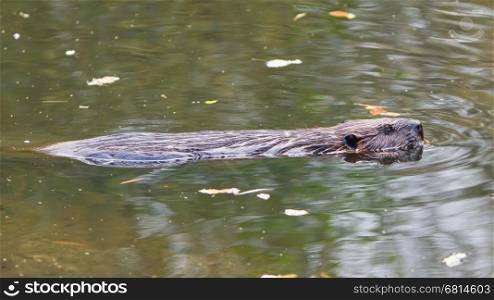Canadian beaver in the water, isolated, Holland
